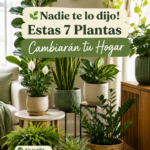 Plantes d'intérieur en pot sur une table dans un salon chaleureux.